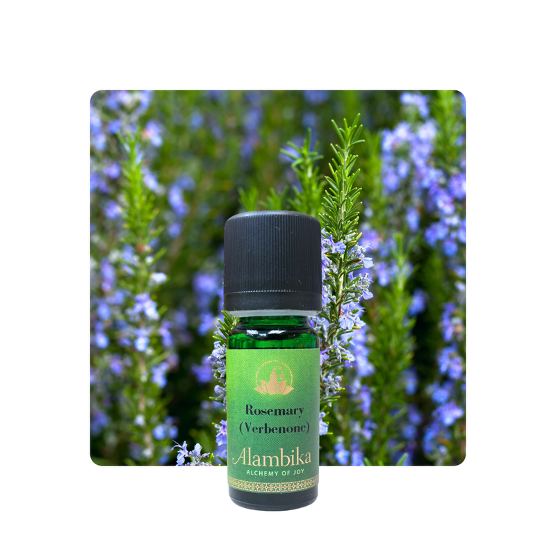 Alambika Rosemary Verbenone Wild Essential Oil 野生馬鞕草酮迷迭香精油