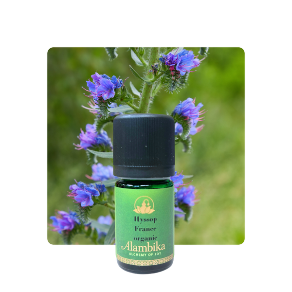 Alambika 有機法國牛膝草精油 Hyssop France Organic Essential Oil