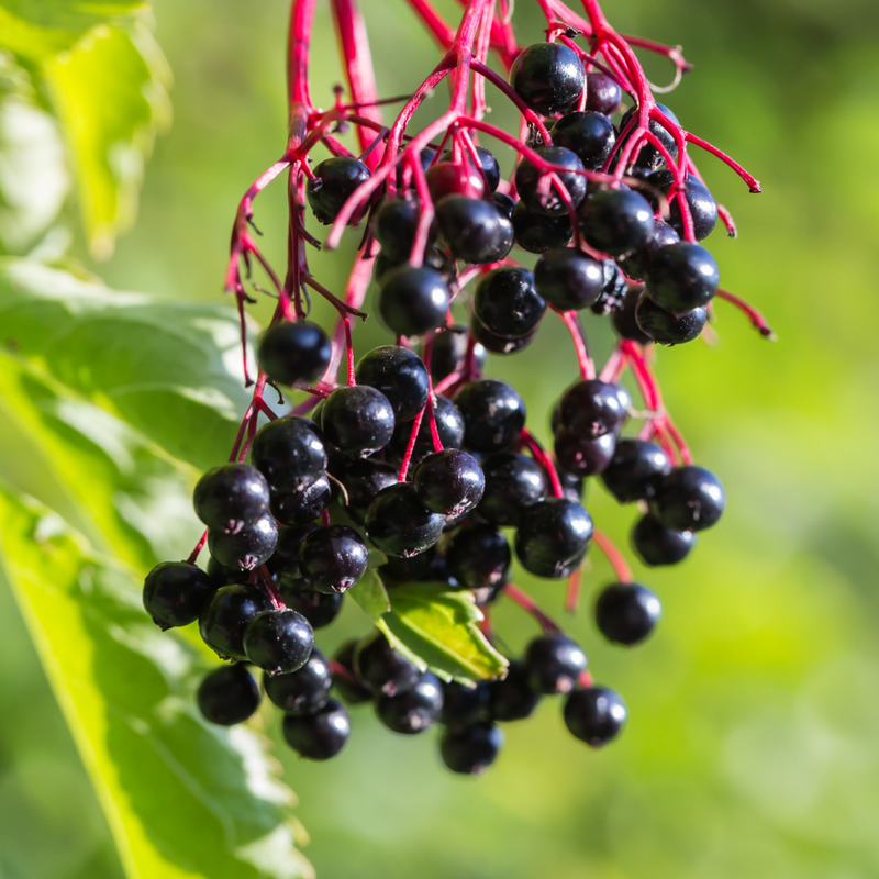 Alambika 野生有機接骨木果花水(純露) Elderberry Wild Organic Floral Water