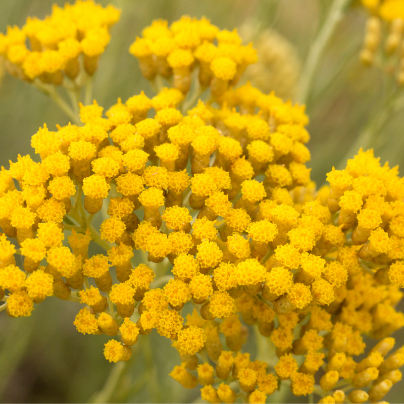 Alambika 5.4% 有機永久花浸泡油 Helichrysum Infused Oil Organic