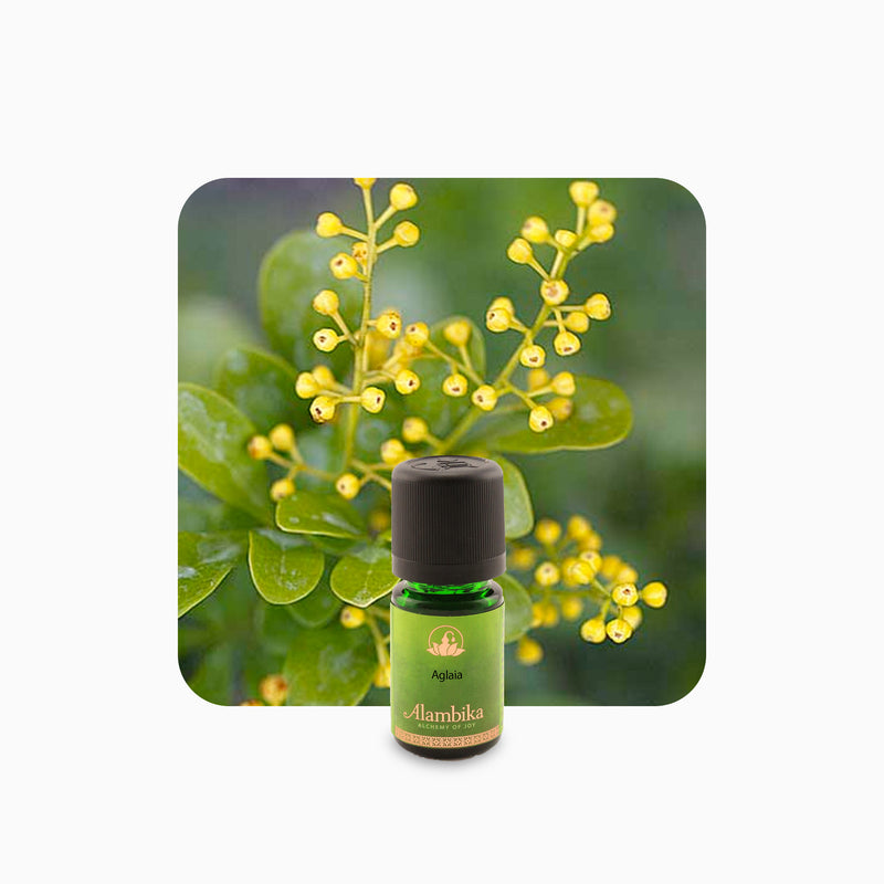 Alambika Aglaia (Chinese Rice Flower) Essential Oil