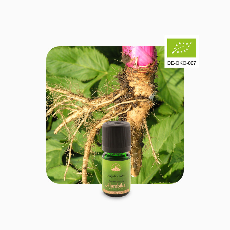 Alambika Angelica Root Organic Essential Oil 3ml
