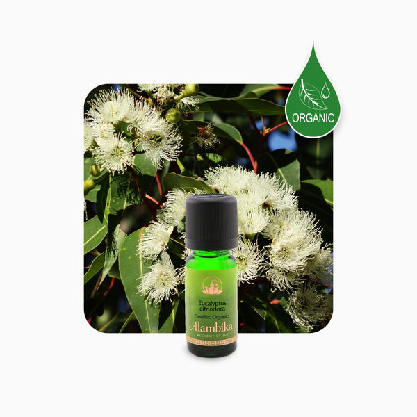 Alambika Eucalyptus Lemon Organic Essential Oil