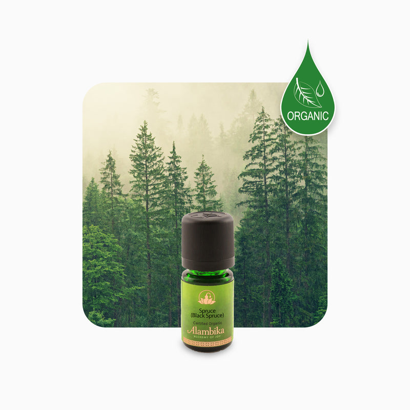 Alambika Black Spruce Wild Organic Essential Oil