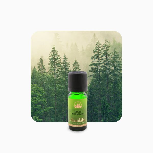 Alambika Red Spruce Wild Essential Oil