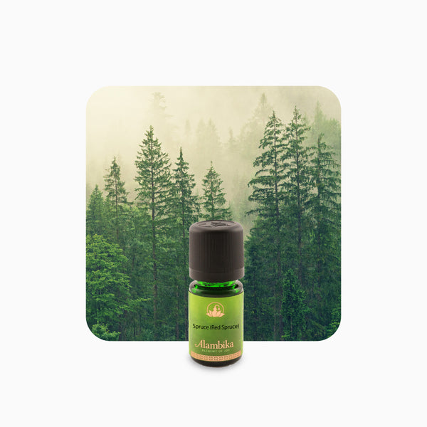Alambika Red Spruce Wild Essential Oil