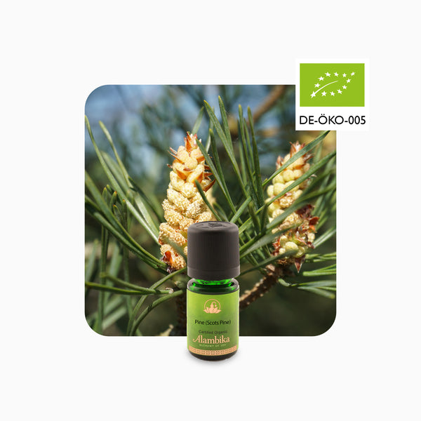Alambika 有機野生歐洲赤松精油 Scot Pine Wild Organic Essential Oil