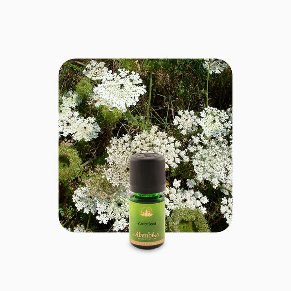 Alambika Carrot Seed Essential Oil