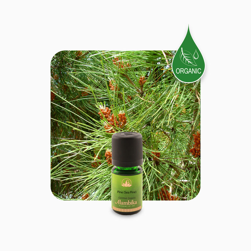 Alambika Sea Pine Organic Essential Oil