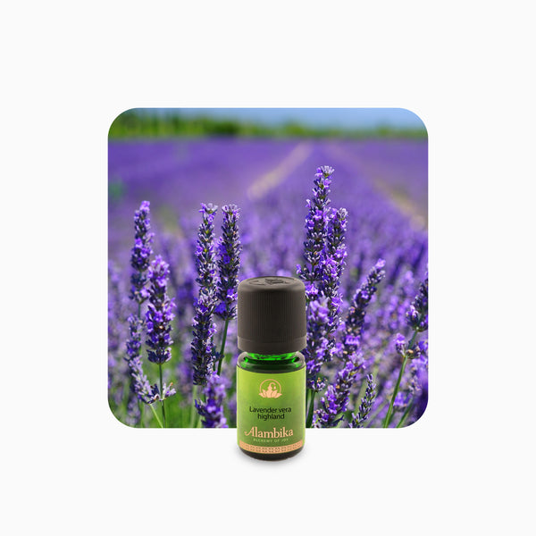 Alambika Lavender Highland Organic Essential Oil