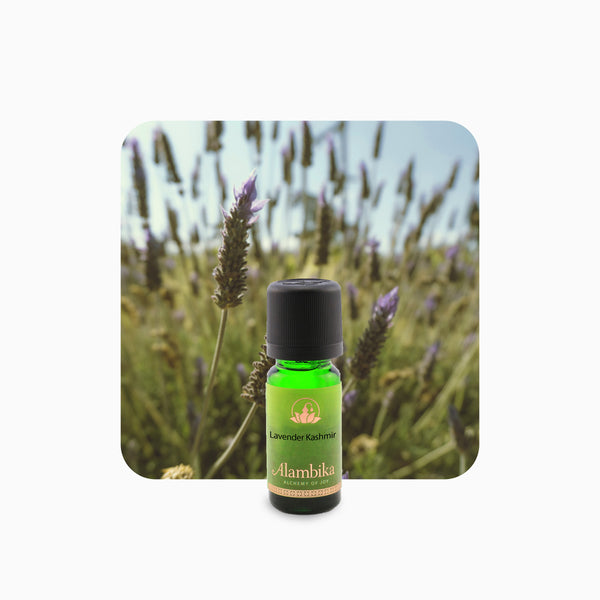 Alambika 喀什米爾薰衣草精油 Cashmere Lavender Essential Oil