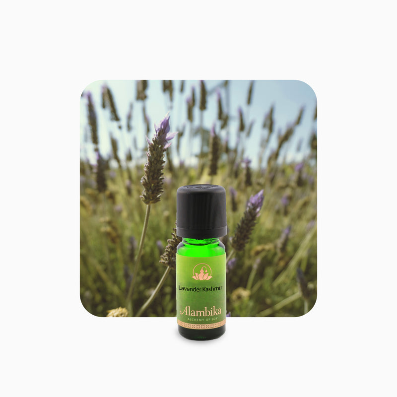 Alambika 喀什米爾薰衣草精油 Cashmere Lavender Essential Oil