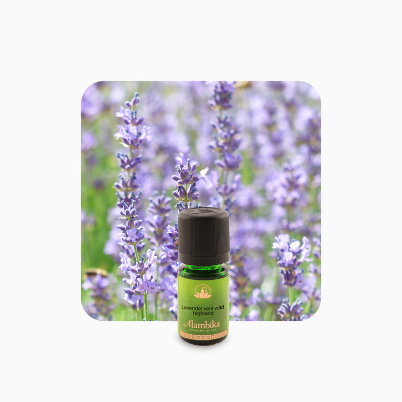 Alambika Lavender Highland Superior Wild Organic Essential Oil