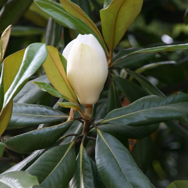 Alambika 白蘭花葉精油 Magnolia leaf Essential Oil