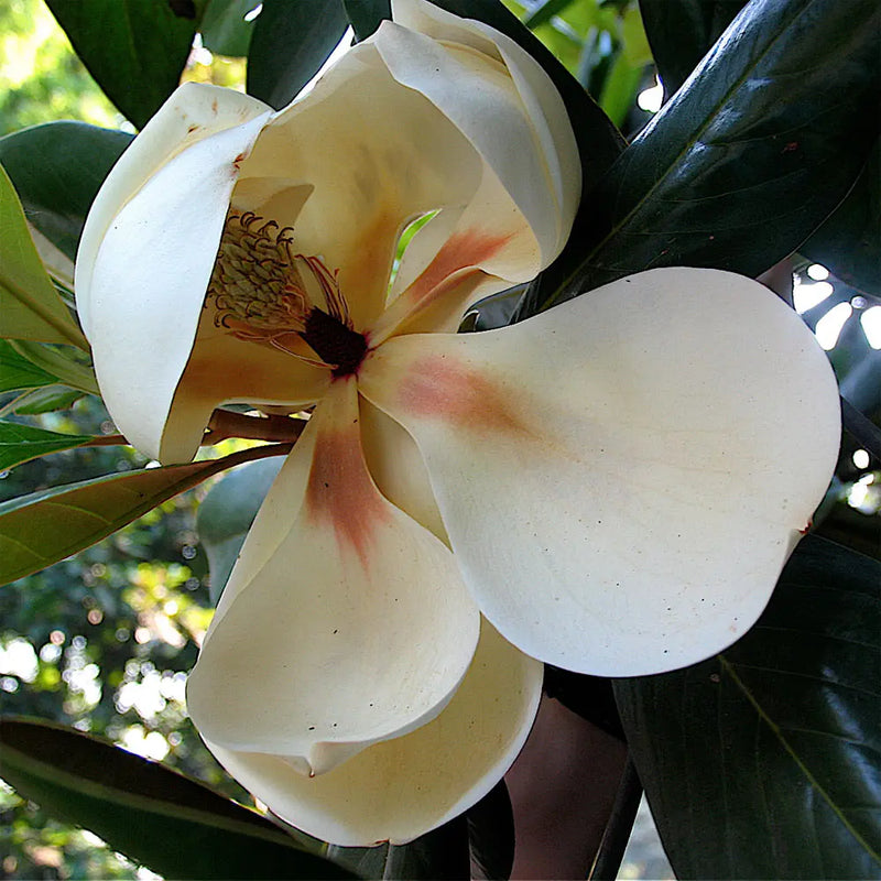 Alambika Magnolia Blossom Essential Oil