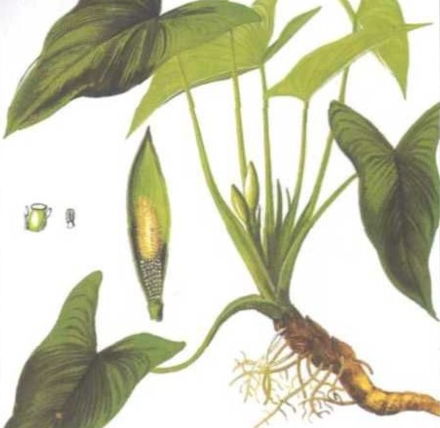 Kobashi 甘地根精油 Sugandh Mantri(Ghandi Root) Essential Oil – Eros Verde