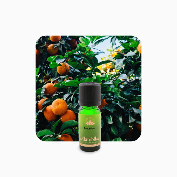Alambika Tangerine Essential Oil