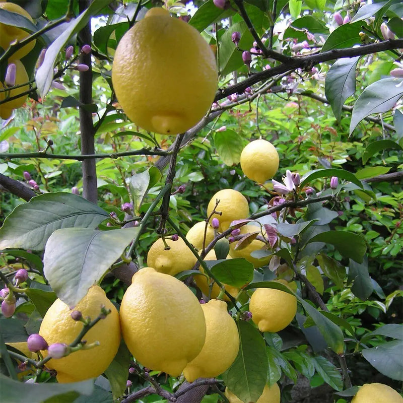 Alambika Petitgrain Lemon Essential Oil