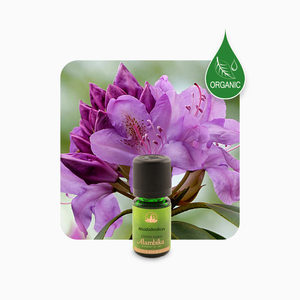 Alambika Rhododendron Wild Organic Essential Oil