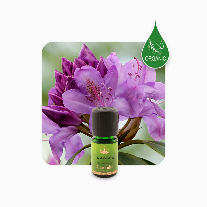 Alambika 有機野生杜鵑精油 Rhododendron Wild Organic Essential Oil