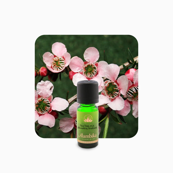 Alambika 野生沼澤茶樹精油 Tea tree (Rosalina, Linalool) Wild Essential Oil