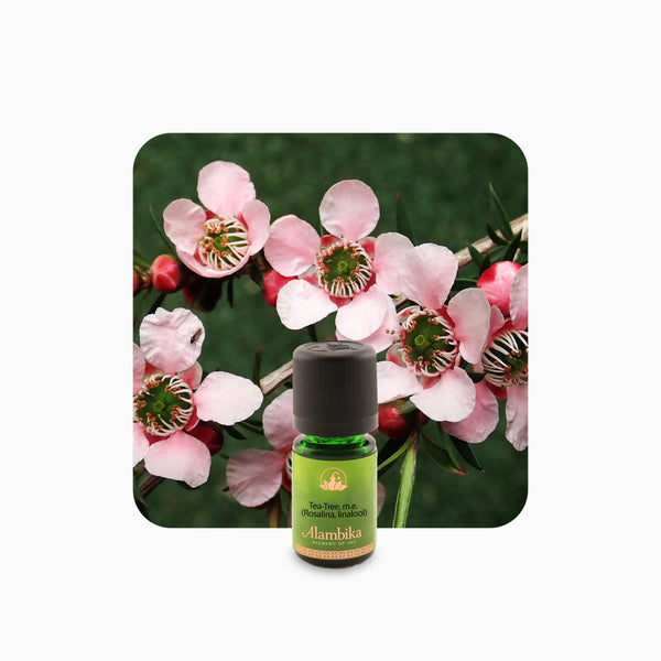 Alambika Tea tree (Rosalina, Linalool) Wild Essential Oil