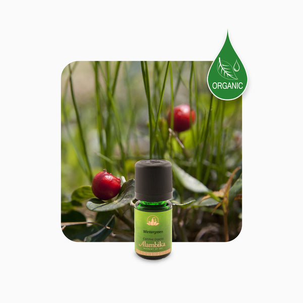 Alambika Wintergreen Organic Essential Oil