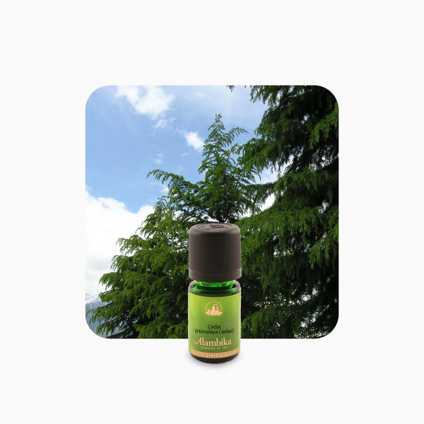 Alambika Cedar (Himalayan cedar) Wild Essential Oil