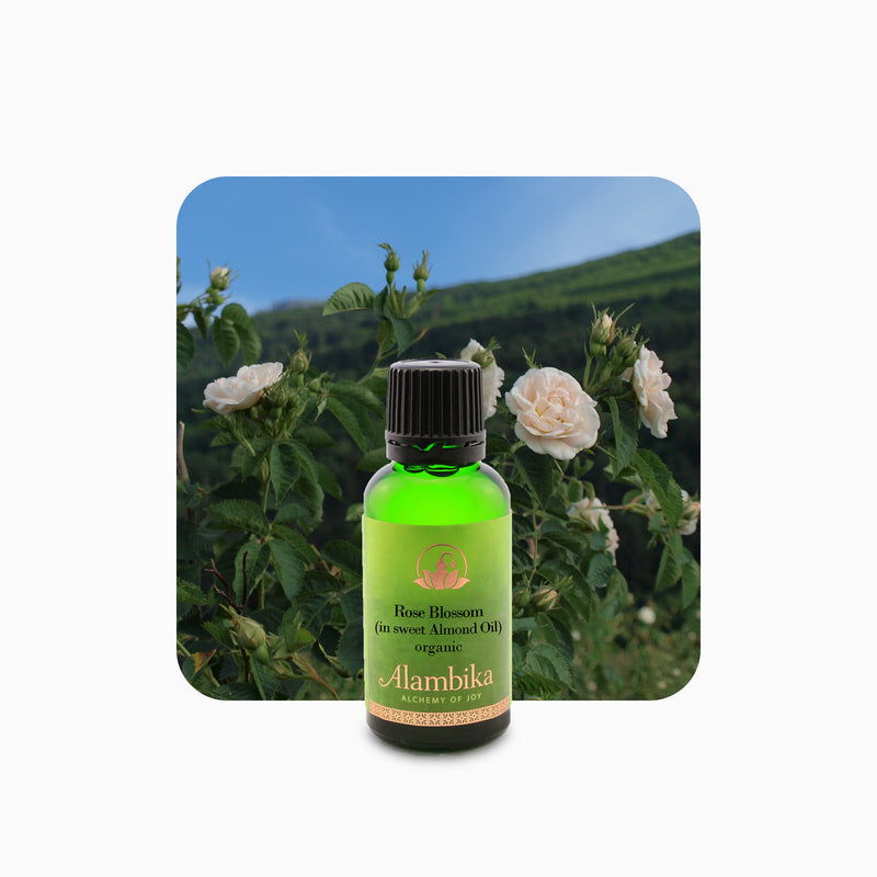 Alambika 有機玫瑰花浸泡油 Rose Blossom Oil (Infused in Organic Sweet Almond Oil)