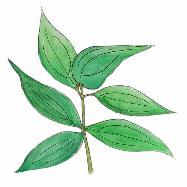 Kobashi 肉桂葉精油 Cinnamon Leaf Essential Oil