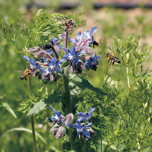 Alambika Borage Oil Organic