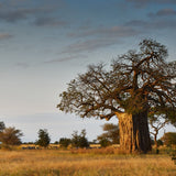 Alambika 有機猴麵包樹油 Baobab Organic