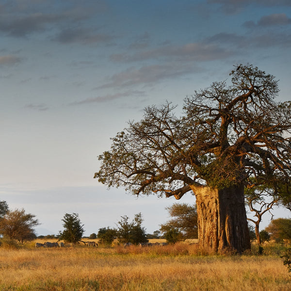 Alambika Baobab Oil Organic