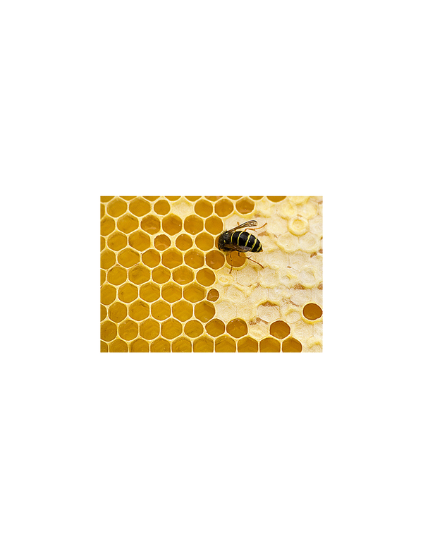 La Saponaria 意大利天然黃蜂蠟 Yellew Beeswax 100g